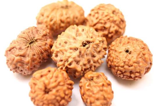 Rudraksha